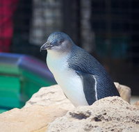 Full-Day Penguin Island  Mandurah Canal Cruise - Sunshine Coast Tourism