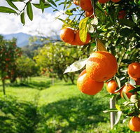 Full-Day Swan Valley Wildlife Park Winery  Fruit Orchard - Sunshine Coast Tourism