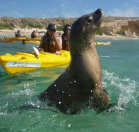 Penguin and Seal Island Kayak Tour - Sunshine Coast Tourism