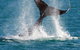Whale-Watching Cruise And Hillarys Boat Harbour Day Trip From Perth - thumb 0