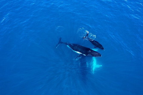 Whale-Watching Cruise And Hillarys Boat Harbour Day Trip From Perth - Sunshine Coast Tourism 8