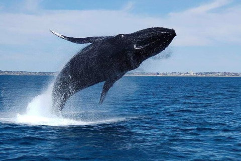 Whale-Watching Cruise And Hillarys Boat Harbour Day Trip From Perth - Sunshine Coast Tourism 7