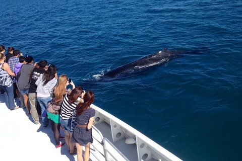 Whale-Watching Cruise And Hillarys Boat Harbour Day Trip From Perth - Sunshine Coast Tourism 5