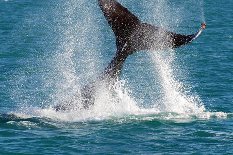 Whale-Watching Cruise And Hillarys Boat Harbour Day Trip From Perth - Sunshine Coast Tourism 2