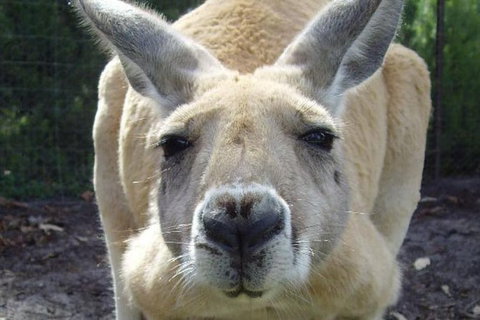 Discover Perth Full Day Tour - Sunshine Coast Tourism 0