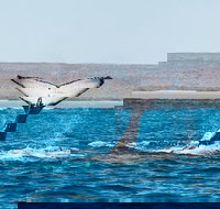 Ningaloo Reef Eco Tours - Sunshine Coast Tourism