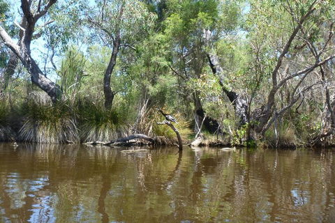 Kayak Tour On The Canning River - Holiday Sunshine Coast 4