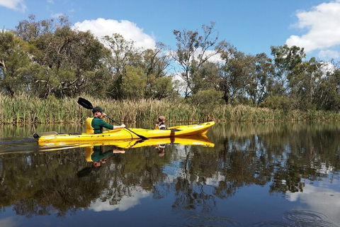 Kayak Tour On The Canning River - Holiday Sunshine Coast 2