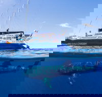 Ningaloo Whale Shark Swim on a Luxury Sailing Catamaran - Sunshine Coast Tourism