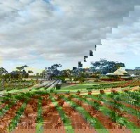 Vasse Felix Winery Tour and Tasting - Holiday Sunshine Coast