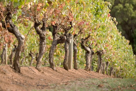 Vasse Felix Winery Tour And Tasting - Holiday Sunshine Coast 3