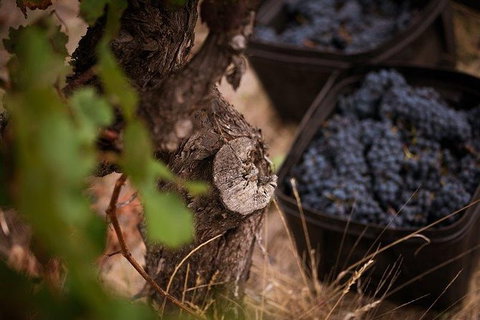 Vasse Felix Winery Tour And Tasting - Holiday Sunshine Coast 4