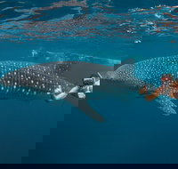 Ningaloo Reef Whale Shark Snorkeling Adventure Apr-July - Sunshine Coast Tourism
