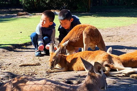 Perth Kids Explorer (Private) Day Tour - Sunshine Coast Tourism 1