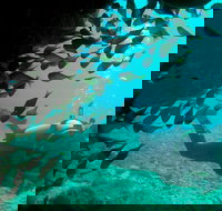 Scuba Dive Ningaloo Reef - Sunshine Coast Tourism