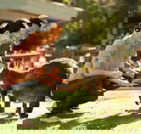 Very Best of Perth Tour - Wildlife Park  City Highlights Tour - Sunshine Coast Tourism