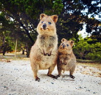 Rottnest Island All-Inclusive Grand Island Tour from Fremantle - Sunshine Coast Tourism