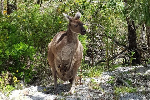 7 Hour Full Day Tour: Morning Tea, Chocolate, Olives, 3 Wineries & Lunch - Sunshine Coast Tourism 22