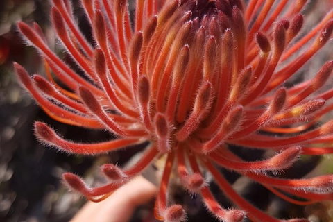 7 Hour Full Day Tour: Morning Tea, Chocolate, Olives, 3 Wineries & Lunch - Sunshine Coast Tourism 16