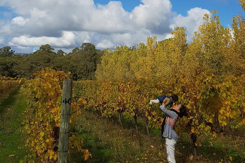 7 Hour Full Day Tour: Morning Tea, Chocolate, Olives, 3 Wineries & Lunch - Sunshine Coast Tourism 20