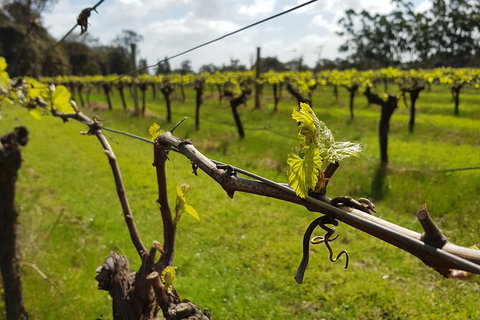 7 Hour Full Day Tour: Morning Tea, Chocolate, Olives, 3 Wineries & Lunch - Sunshine Coast Tourism 15