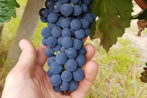 7 Hour Full Day Tour: Morning Tea, Chocolate, Olives, 3 Wineries & Lunch - Sunshine Coast Tourism 19