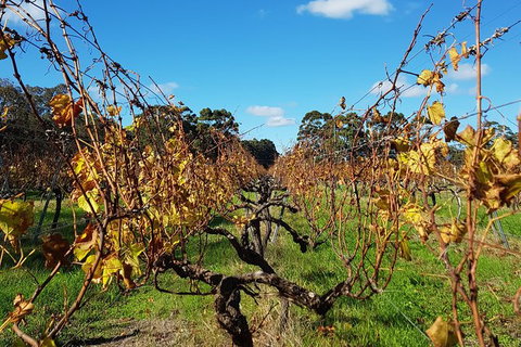 7 Hour Full Day Tour: Morning Tea, Chocolate, Olives, 3 Wineries & Lunch - Sunshine Coast Tourism 8