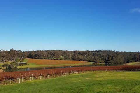 7 Hour Full Day Tour: Morning Tea, Chocolate, Olives, 3 Wineries & Lunch - Sunshine Coast Tourism 7