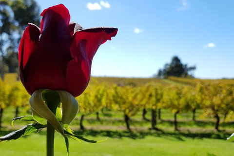 7 Hour Full Day Tour: Morning Tea, Chocolate, Olives, 3 Wineries & Lunch - Sunshine Coast Tourism 14