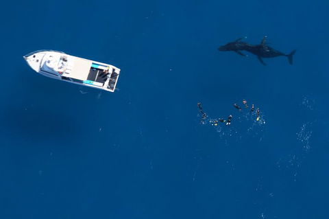Humpback Whale Swim Ningaloo Reef - Sunshine Coast Tourism 0