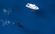 Humpback Whale Swim Ningaloo Reef - thumb 1