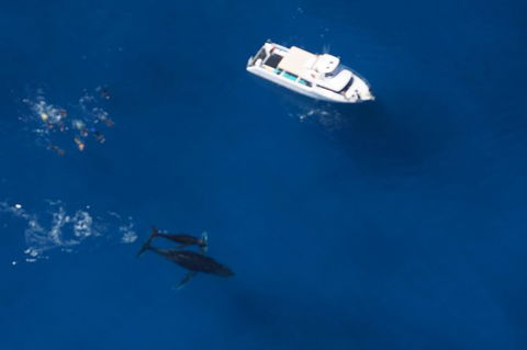 Humpback Whale Swim Ningaloo Reef - Sunshine Coast Tourism 1