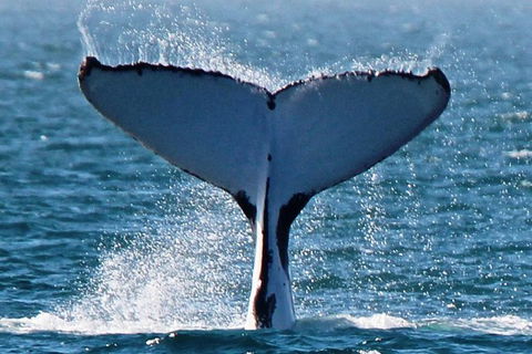 Humpback Whale Swim Ningaloo Reef - Sunshine Coast Tourism 2