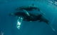 Humpback Whale Swim Ningaloo Reef - thumb 3