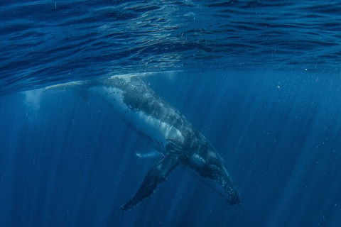 Humpback Whale Swim Ningaloo Reef - Sunshine Coast Tourism 7