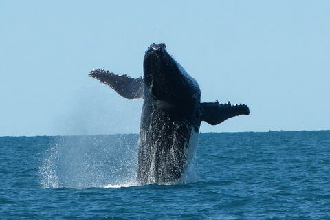 Humpback Whale Swim Ningaloo Reef - Sunshine Coast Tourism 4