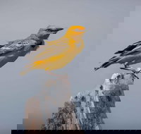 Lake Argyle Birdwatching Charter - Sunshine Coast Tourism