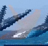 Sunset Cruise Wildlife Watching - Sunshine Coast Tourism