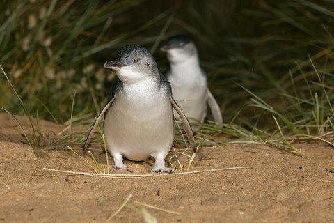 Express Expedition To Phillip Island Penguin Wildlife Encounter Evening Tour - Holiday Sunshine Coast 0
