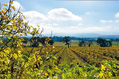Alternative Yarra Valley Wine Tasting Tour Departing From Melbourne - Sunshine Coast Tourism 4