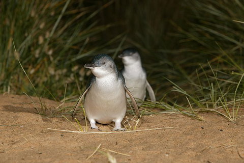 Full-Day Penguin Parade And Melbourne City Tour From Melbourne - Holiday Sunshine Coast 0