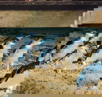 Half Day Phillip Island Penguin Parade PLUS Tour - Sunshine Coast Tourism