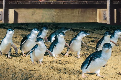 Half Day Phillip Island Penguin Parade PLUS Tour - Holiday Sunshine Coast 0