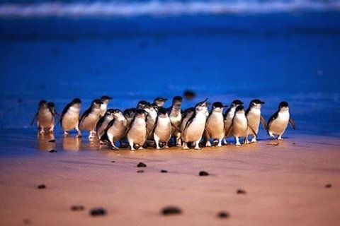 Half Day Phillip Island Penguin Parade PLUS Tour - Holiday Sunshine Coast 1