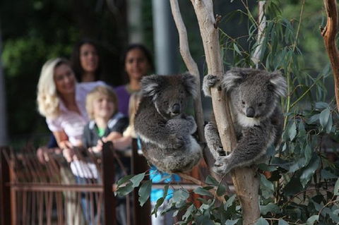 Australian Wildlife Tour At Melbourne Zoo - Holiday Sunshine Coast 0