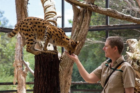 African Cat Encounter At Werribee Open Range Zoo - Holiday Sunshine Coast 1