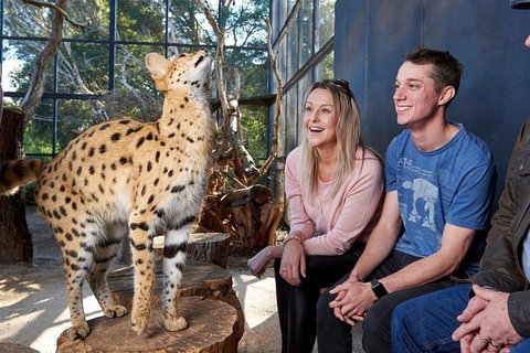 African Cat Encounter At Werribee Open Range Zoo - Holiday Sunshine Coast 5