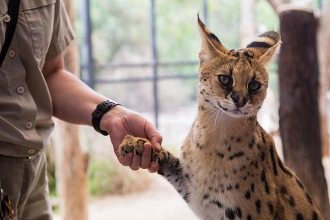 African Cat Encounter At Werribee Open Range Zoo - Holiday Sunshine Coast 3
