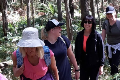 GPS Guided Walks In The Daylesford Forest - Holiday Sunshine Coast 1