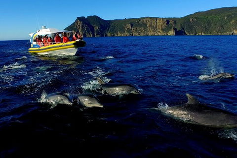 3-Hour Tasman Peninsula Wilderness Cruise From Port Arthur - Sunshine Coast Tourism 4
